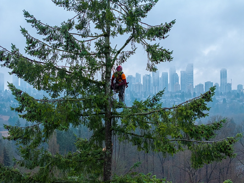 Canyon Tree Care Arborist Climbing
