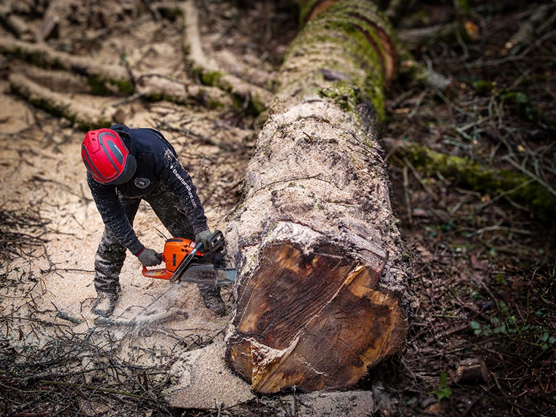 Canyon Tree Care Arborist Cutting