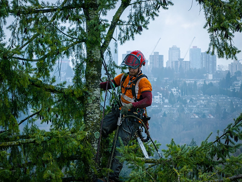 Canyon Tree Care Arborists