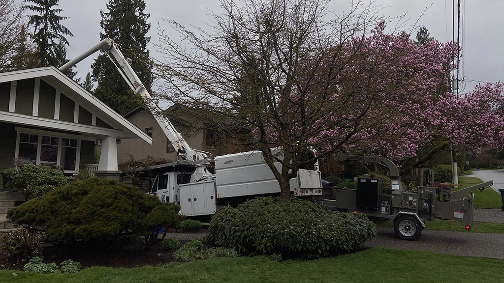 Canyon Tree Care