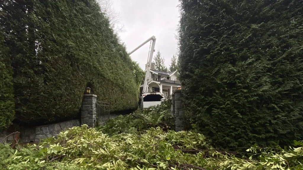 Hedge Trimming Service