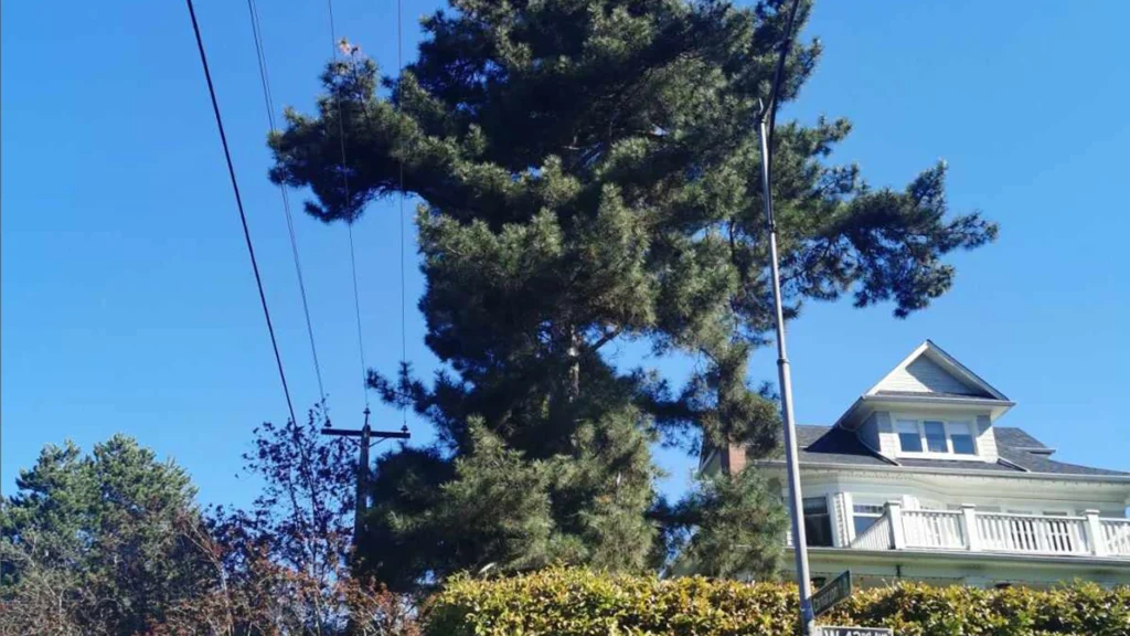 Tree Risk Assessment Service