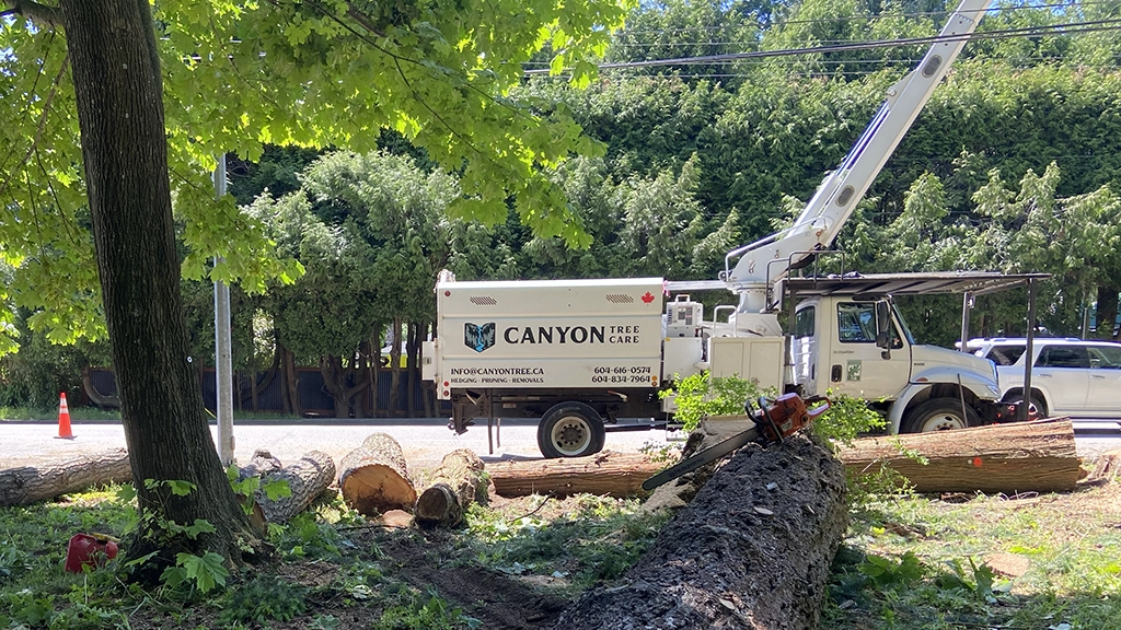 About Canyon Tree Care